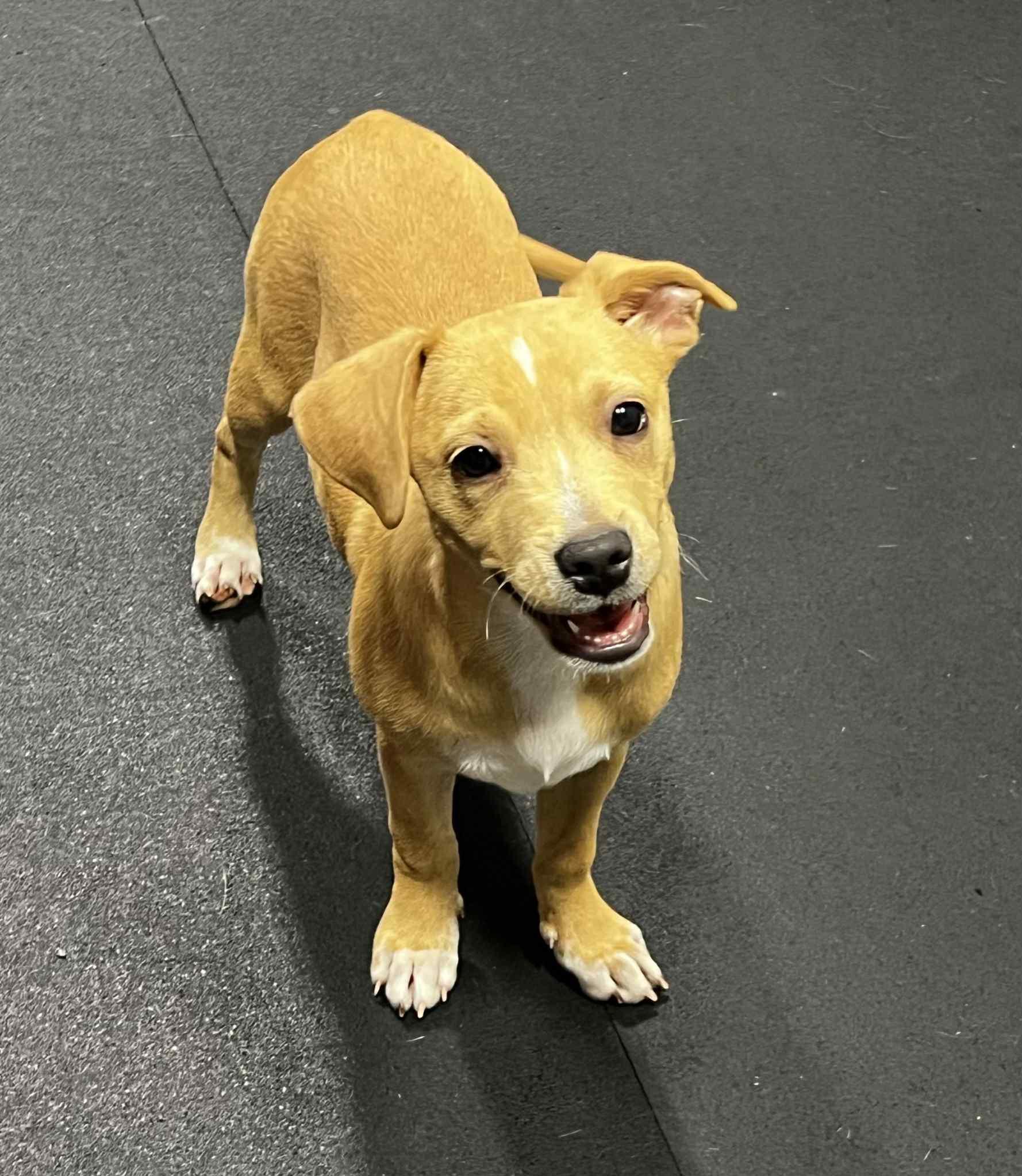 Saffron, a Adoptable mixed breed in Harrington, DE image 3/4