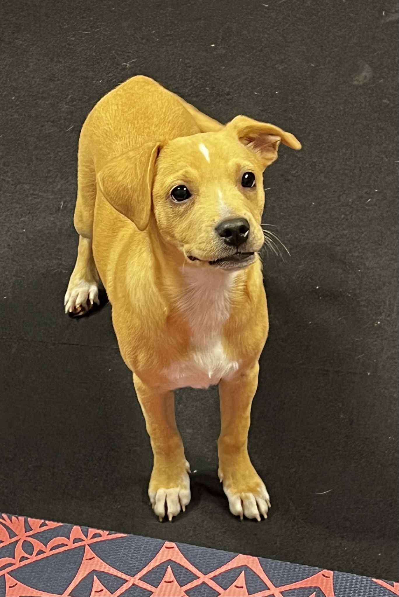 Saffron, a Adoptable mixed breed in Harrington, DE image 4/4