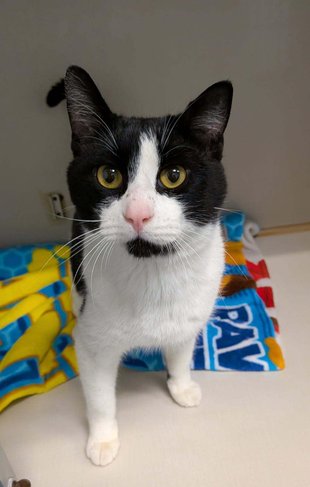 Inky, an adoptable Domestic Short Hair in wetaskiwin, AB, t9a 2j4 | Photo Image 1