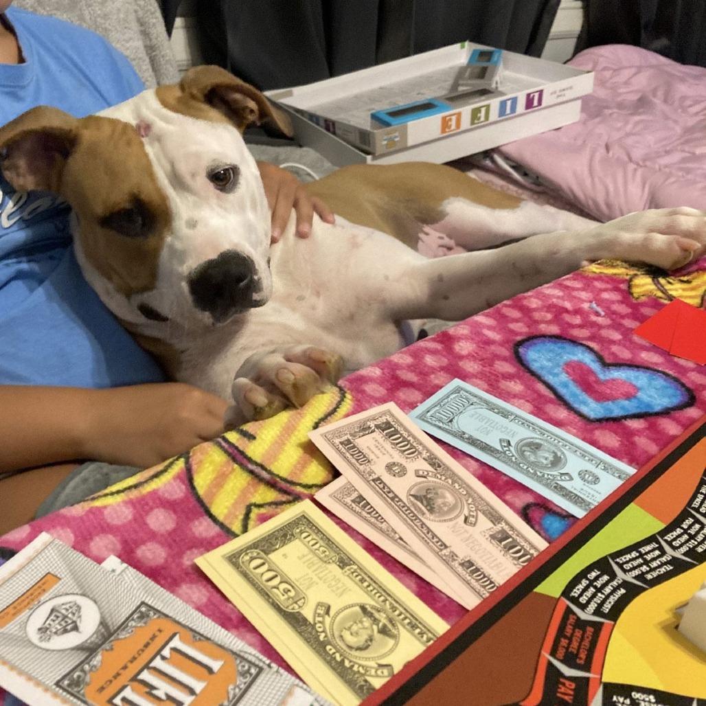 Enlarge Lulu D9877, a Adoptable mixed breed in Princeton, MN image 2/6