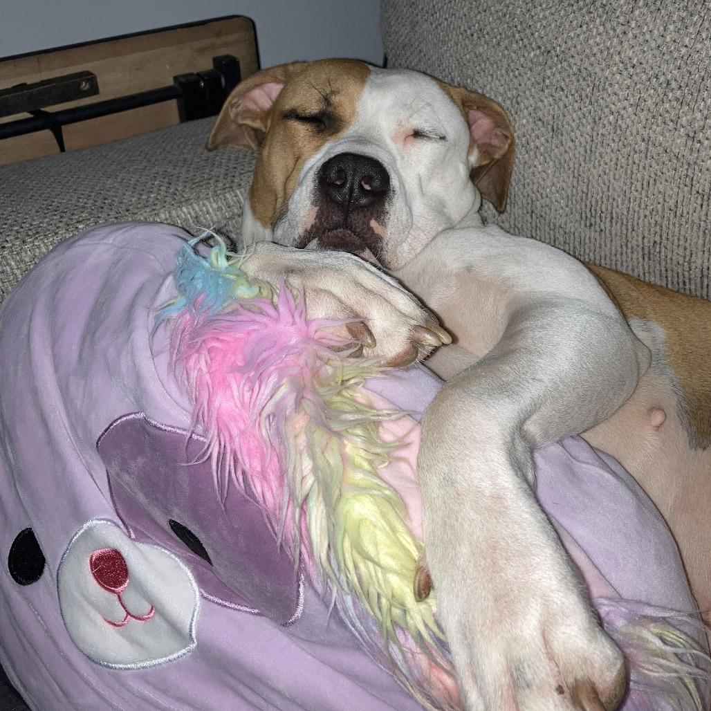 Enlarge Lulu D9877, a Adoptable mixed breed in Princeton, MN image 3/6