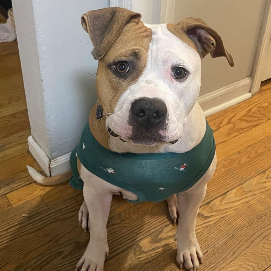 Enlarge Lulu D9877, a Adoptable mixed breed in Princeton, MN image 6/6