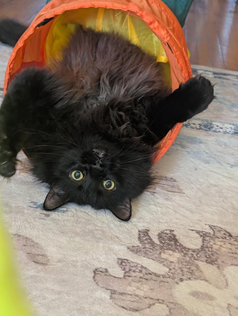 Sam, Adoptable, Senior Male Domestic Long Hair.