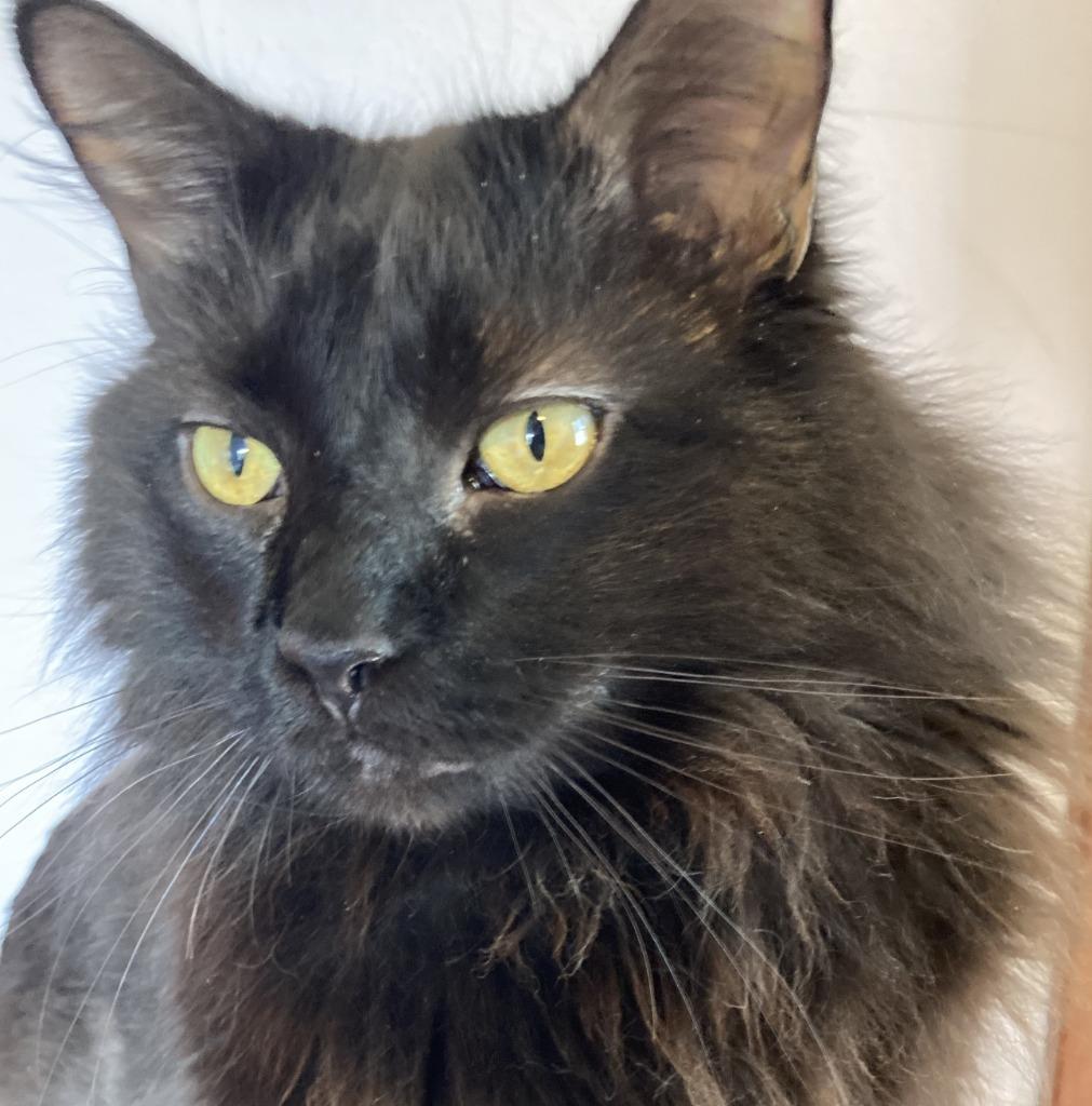 Enlarge Sam, a Adoptable mixed breed in Minneapolis, MN image 2/6