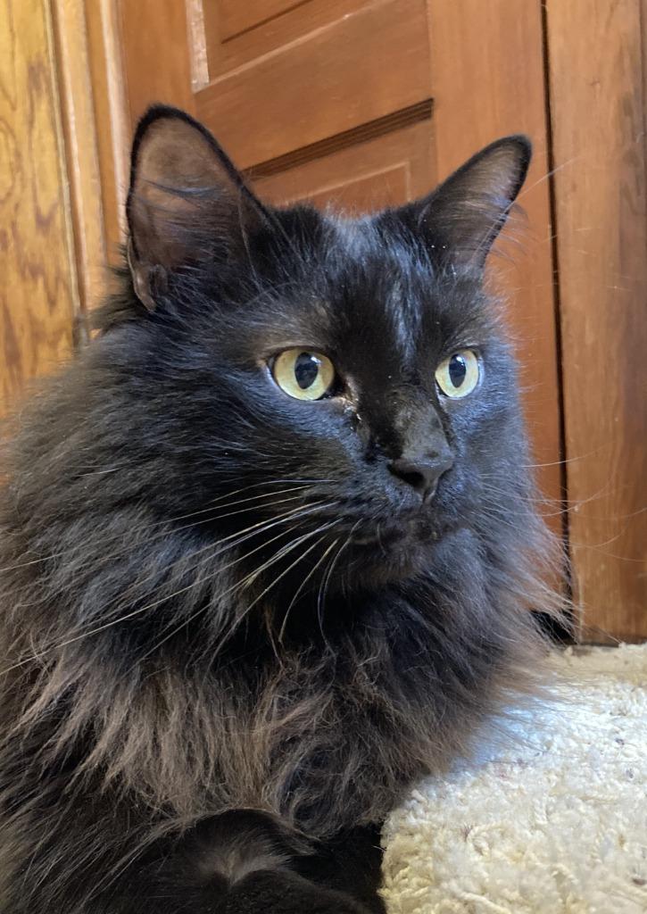 Enlarge Sam, a Adoptable mixed breed in Minneapolis, MN image 3/6