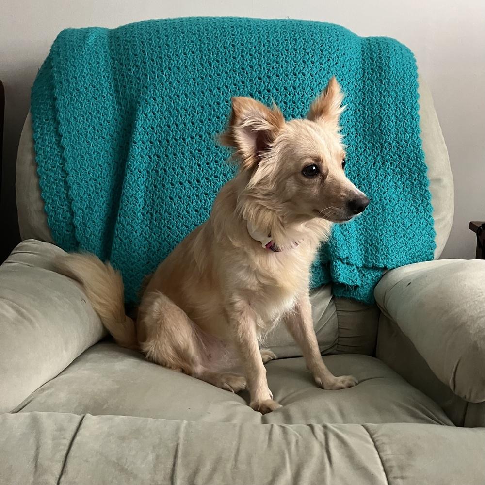 Maisie, Adoptable, Adult Female Mixed Breed.