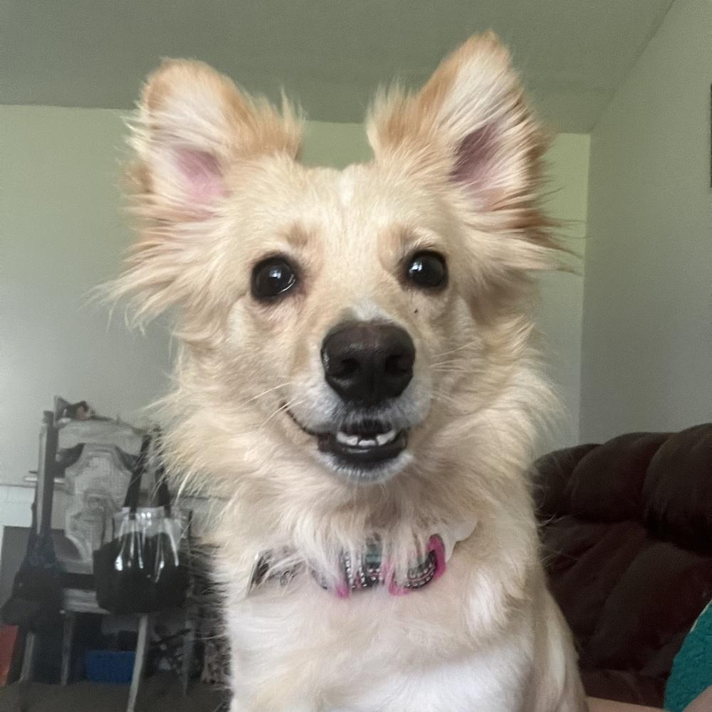 Enlarge Maisie, a Adoptable mixed breed in Reynoldsburg, OH image 2/5