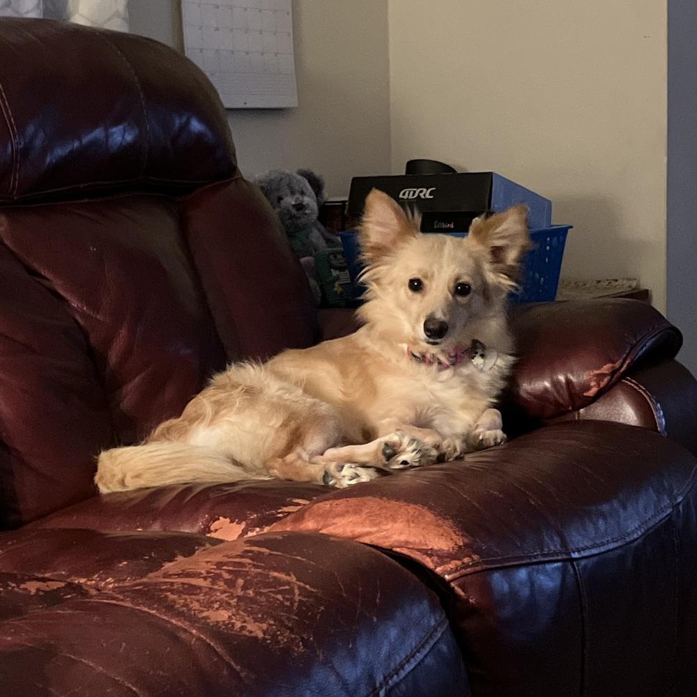 Enlarge Maisie, a Adoptable mixed breed in Reynoldsburg, OH image 3/5