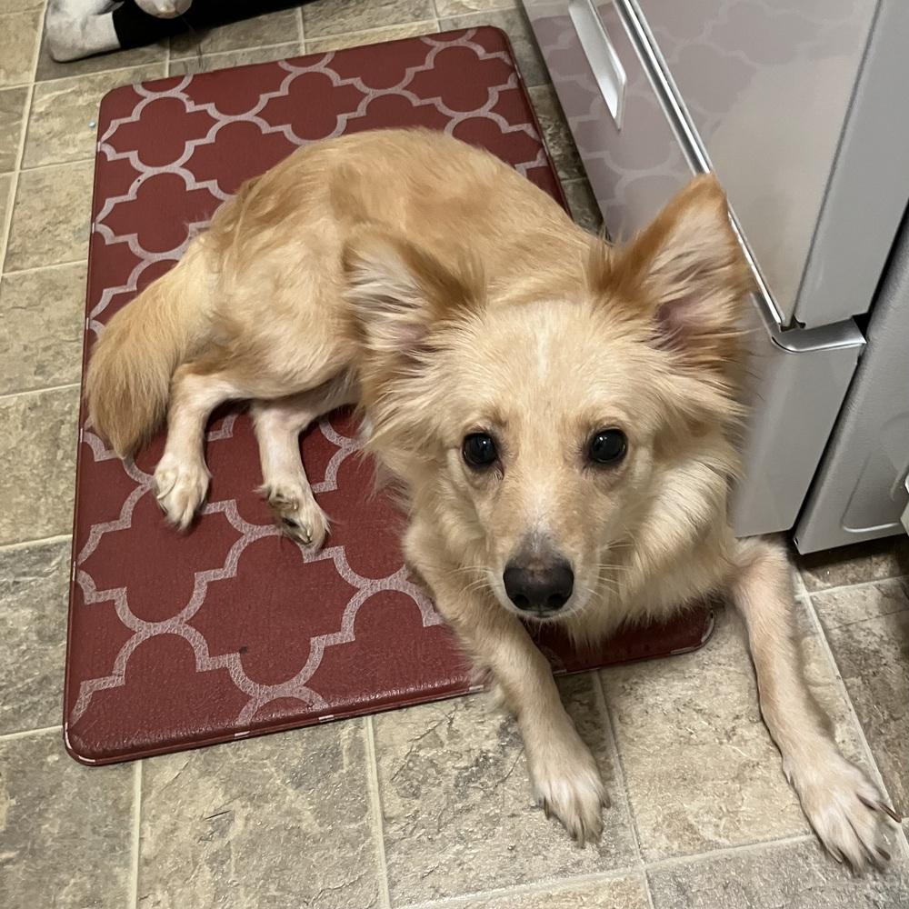Enlarge Maisie, a Adoptable mixed breed in Reynoldsburg, OH image 4/5