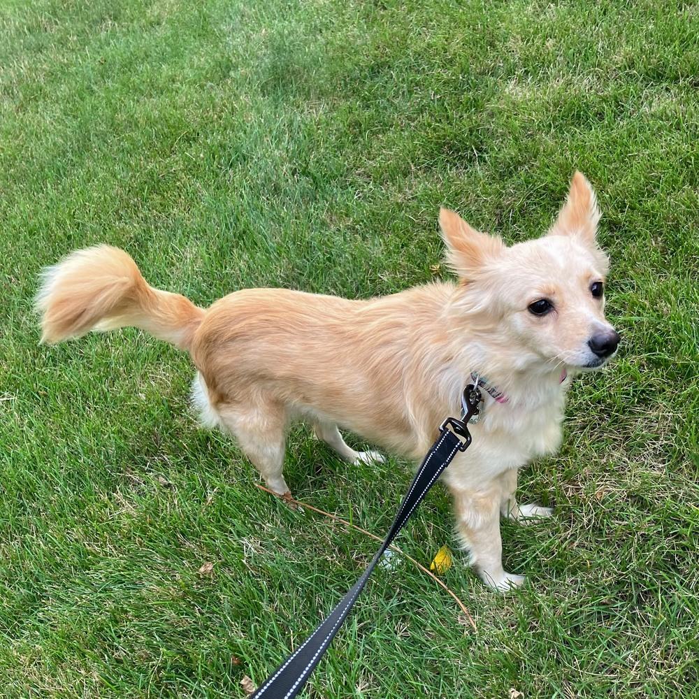 Enlarge Maisie, a Adoptable mixed breed in Reynoldsburg, OH image 5/5