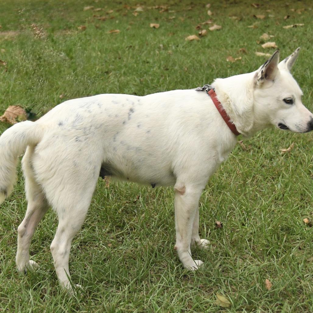 Enlarge Sydney, a Adoptable mixed breed in Natchez, MS image 1/4