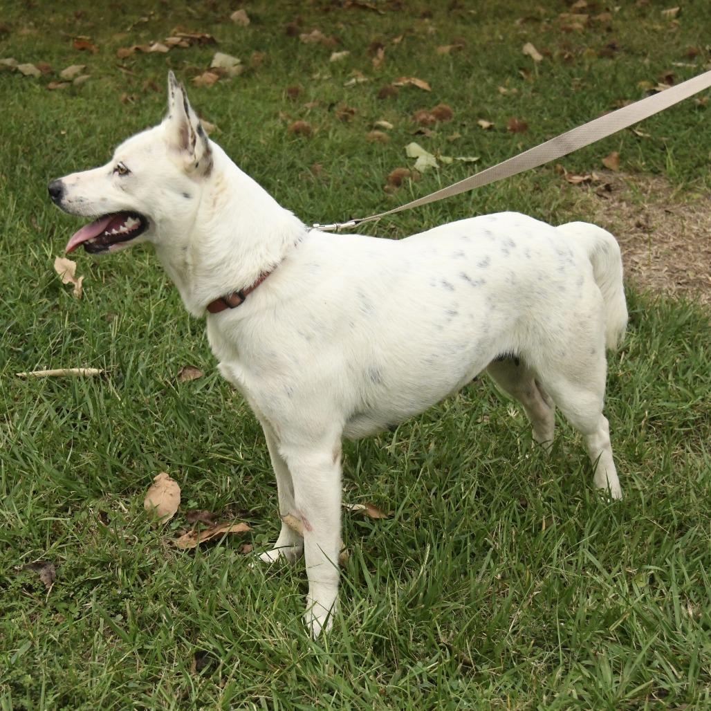 Enlarge Sydney, a Adoptable mixed breed in Natchez, MS image 2/4