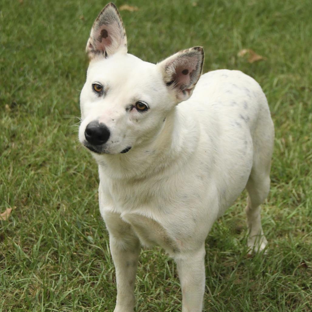 Enlarge Sydney, a Adoptable mixed breed in Natchez, MS image 3/4