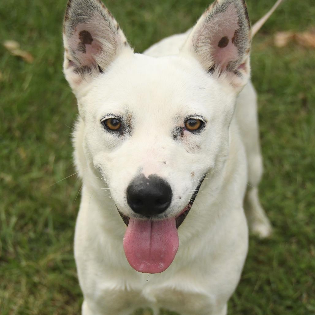 Enlarge Sydney, a Adoptable mixed breed in Natchez, MS image 4/4