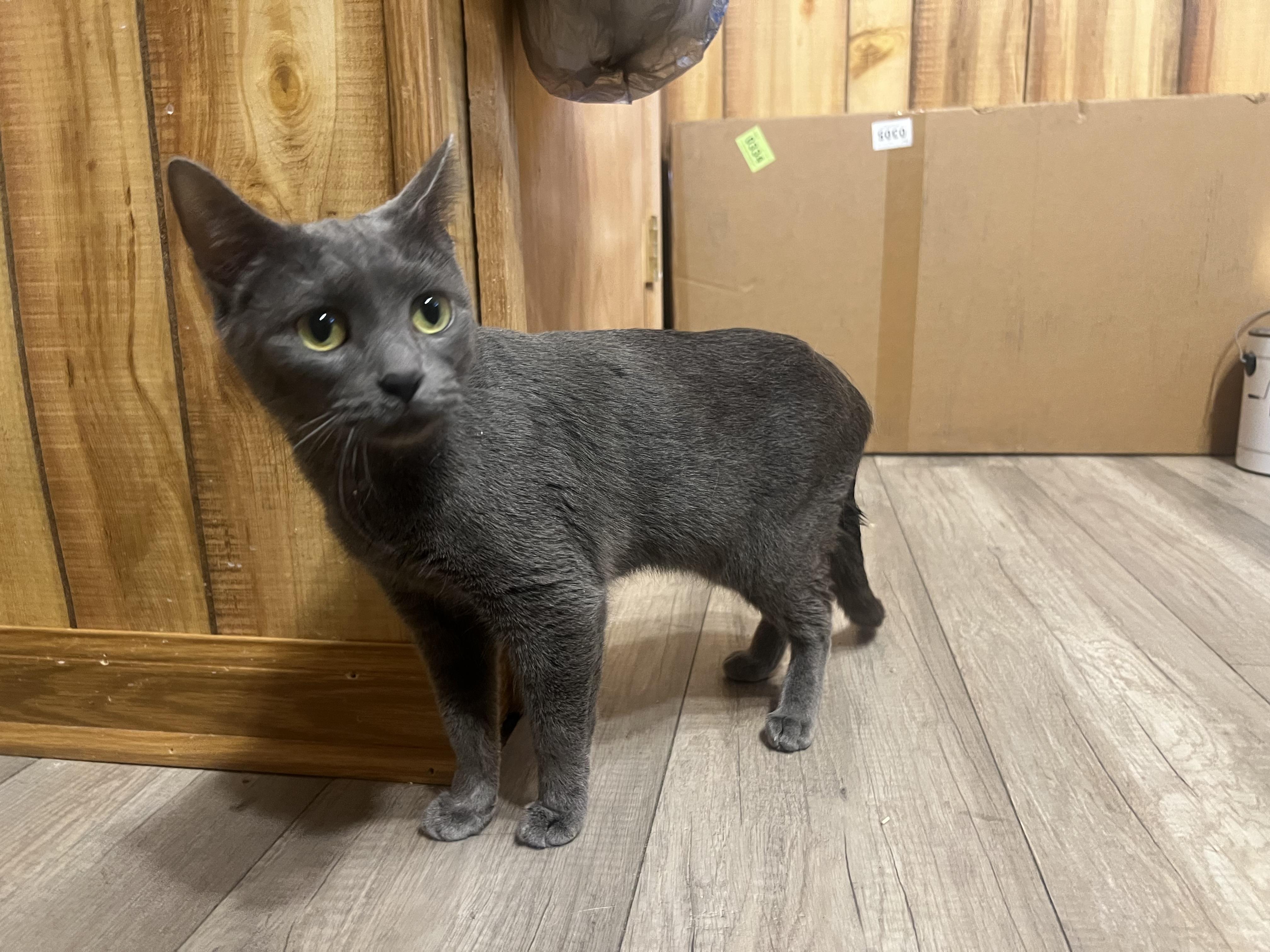 Enlarge Jazzy, a ADOPTABLE Domestic Short Hair in Canal Fulton, OH image 2/5