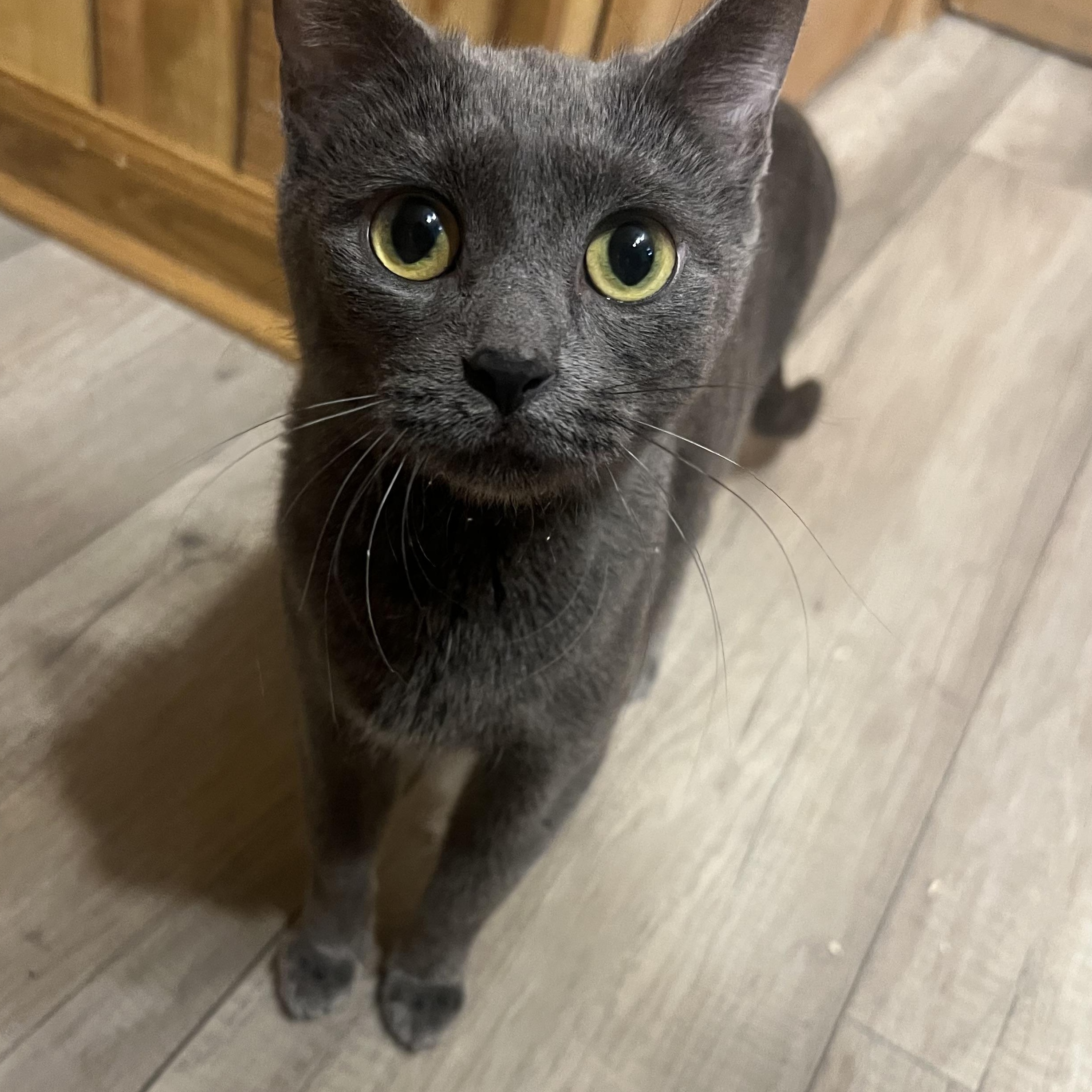 Enlarge Jazzy, a ADOPTABLE Domestic Short Hair in Canal Fulton, OH image 1/5