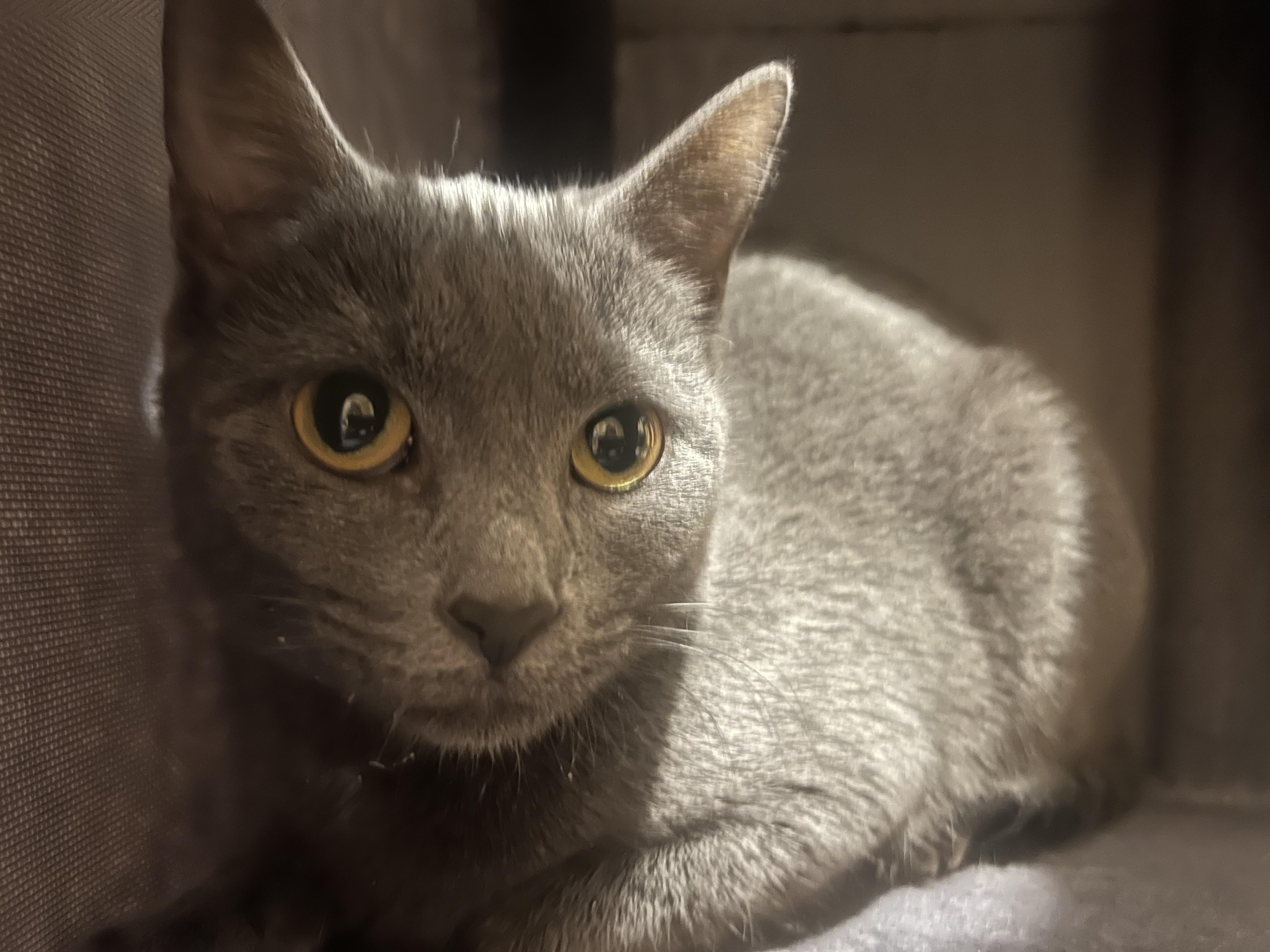 Enlarge Jazzy, a ADOPTABLE Domestic Short Hair in Canal Fulton, OH image 3/5