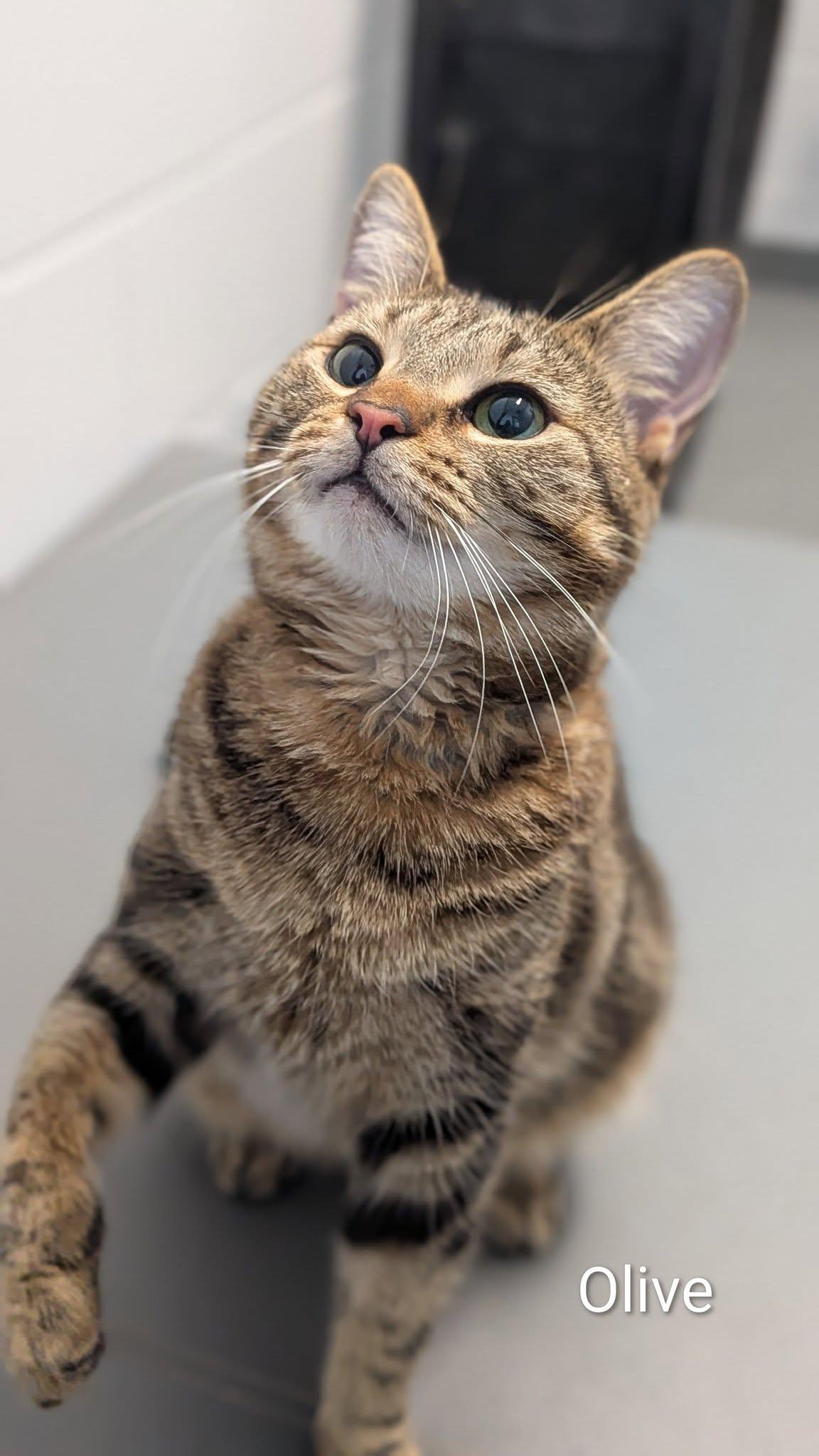 Olive, adopted, Adult Female Domestic Short Hair.