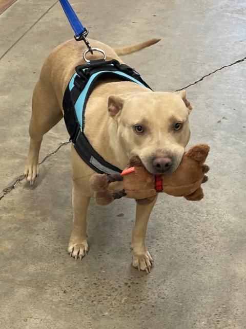 Bandi, Adoptable, Young Female Bulldog.