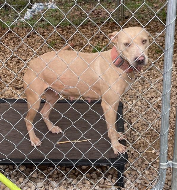 Enlarge Bandi, a Adoptable mixed breed in Cairo, GA image 2/3