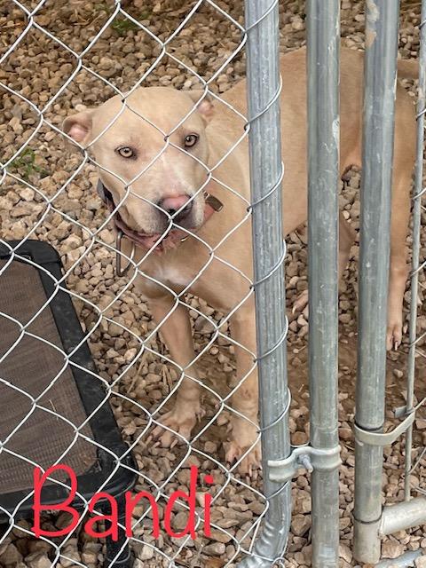 Enlarge Bandi, a Adoptable mixed breed in Cairo, GA image 3/3