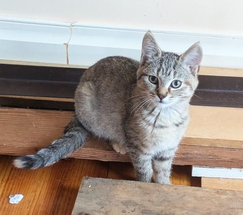 Dove, Adoptable, Kitten Female Domestic Short Hair.
