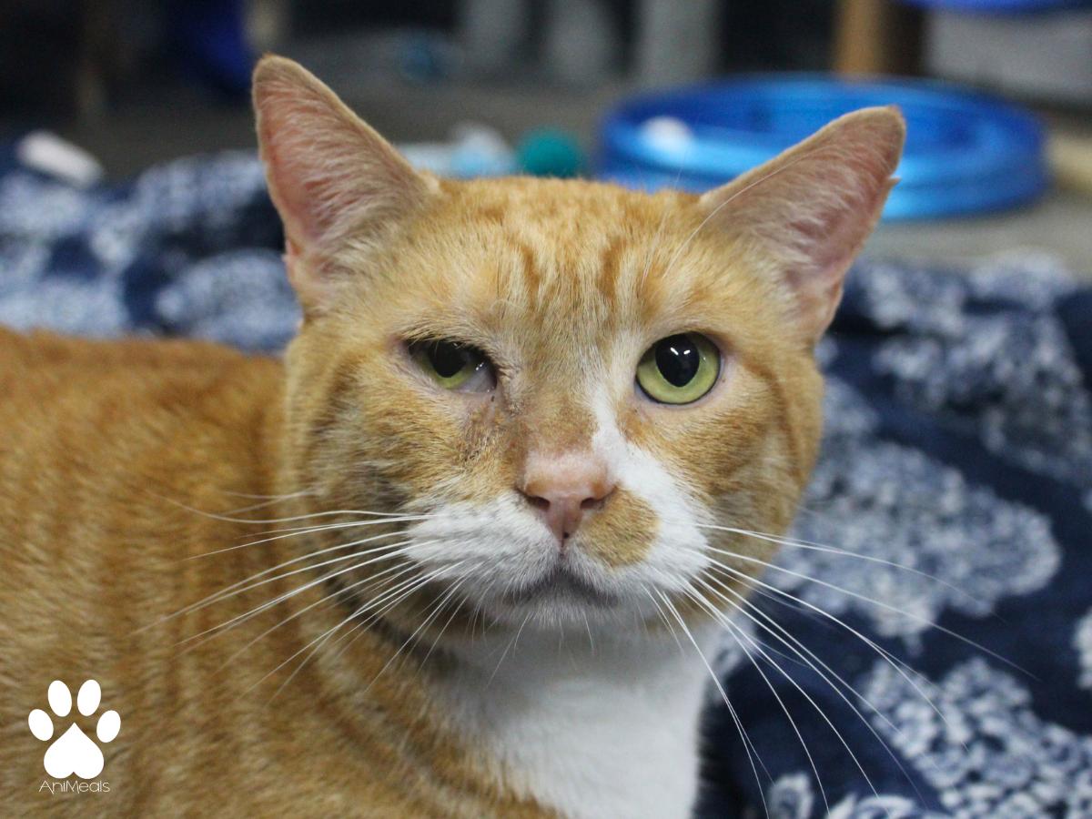 Jon, ADOPTABLE, Adult Male Domestic Short Hair.