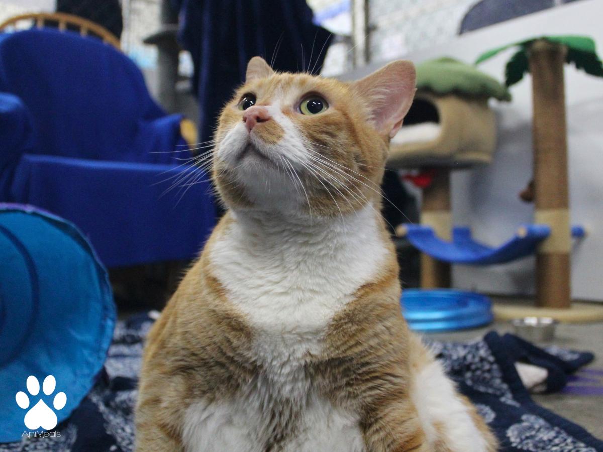 Jon, a ADOPTABLE Domestic Short Hair in Missoula, MT image 3/4