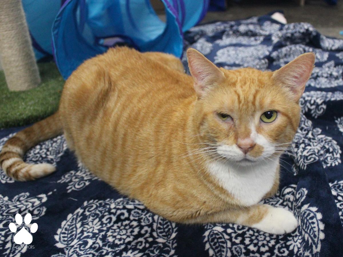 Jon, a ADOPTABLE Domestic Short Hair in Missoula, MT image 4/4