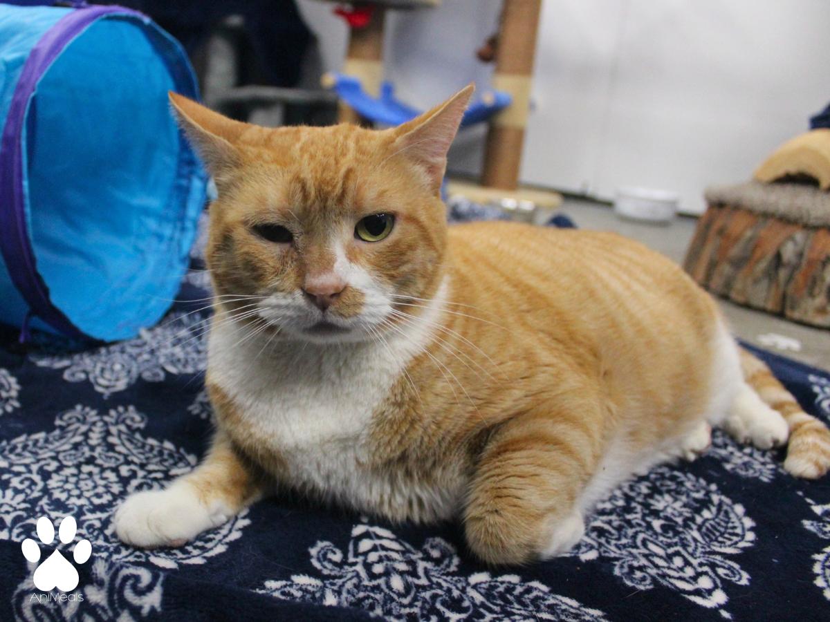 Jon, a ADOPTABLE Domestic Short Hair in Missoula, MT image 2/4