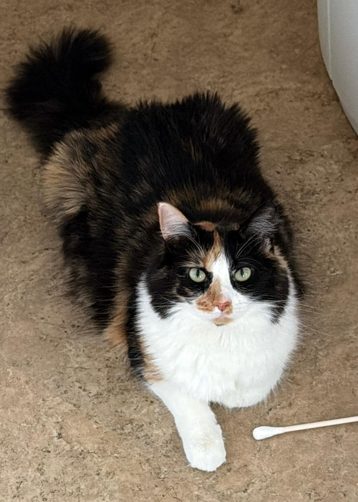 Scarlett & Gary, a ADOPTABLE Calico in Woodbridge, NJ image 2/5