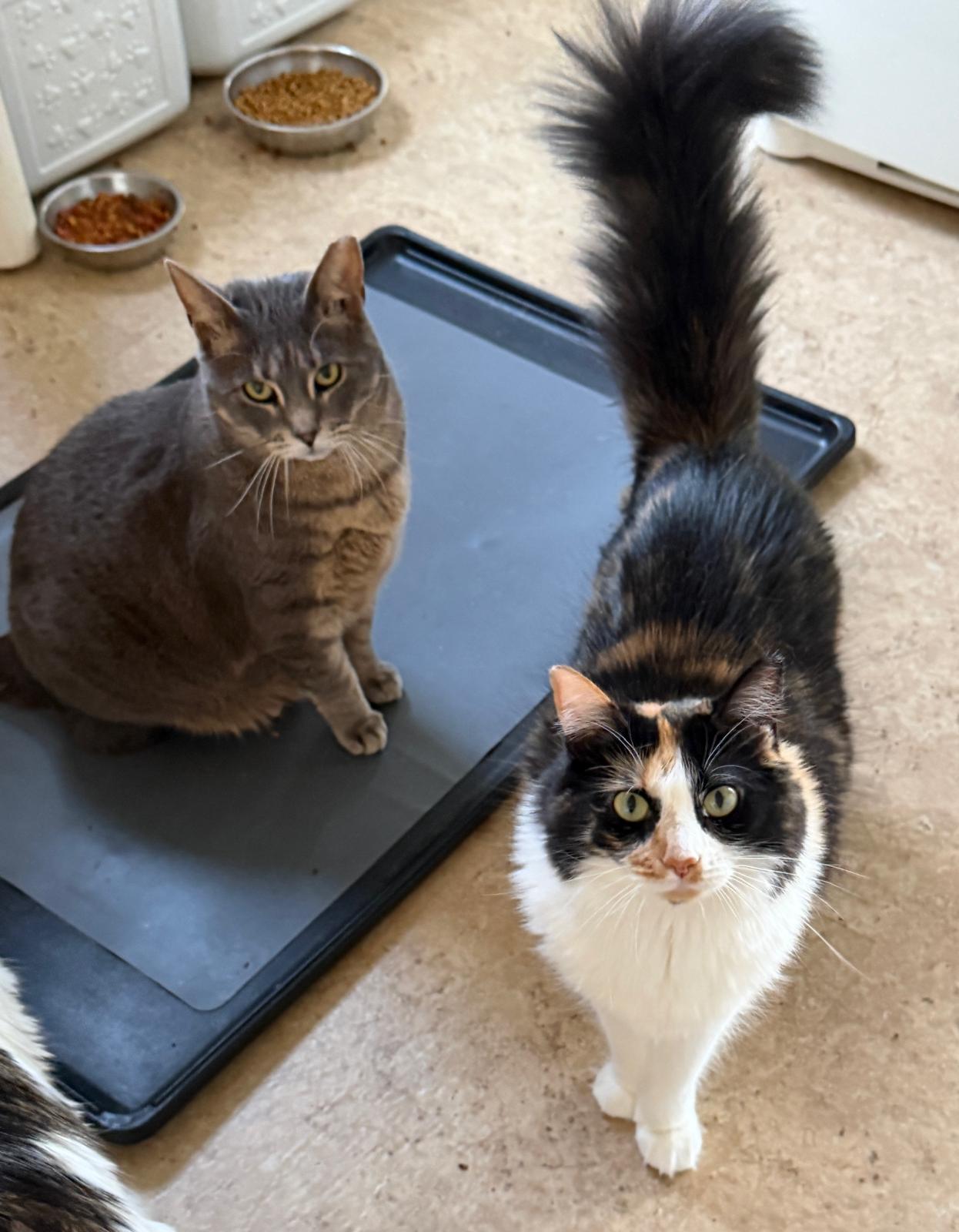 Scarlett & Gary, a ADOPTABLE Calico in Woodbridge, NJ image 3/5