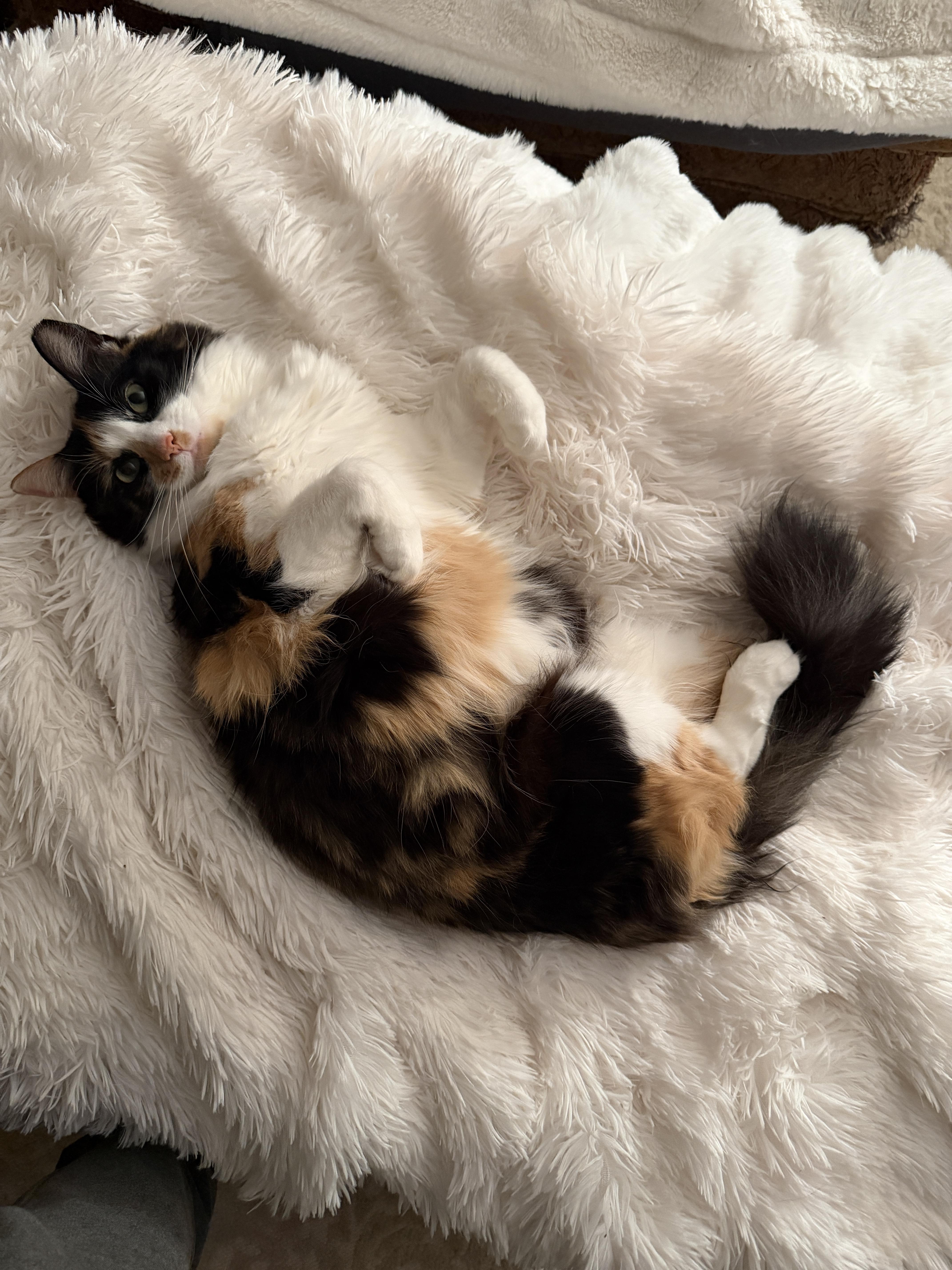 Scarlett & Gary, ADOPTABLE, Adult Female Calico.