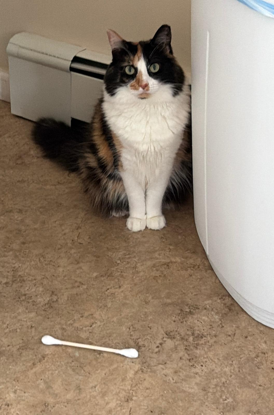 Scarlett & Gary, a ADOPTABLE Calico in Woodbridge, NJ image 4/5