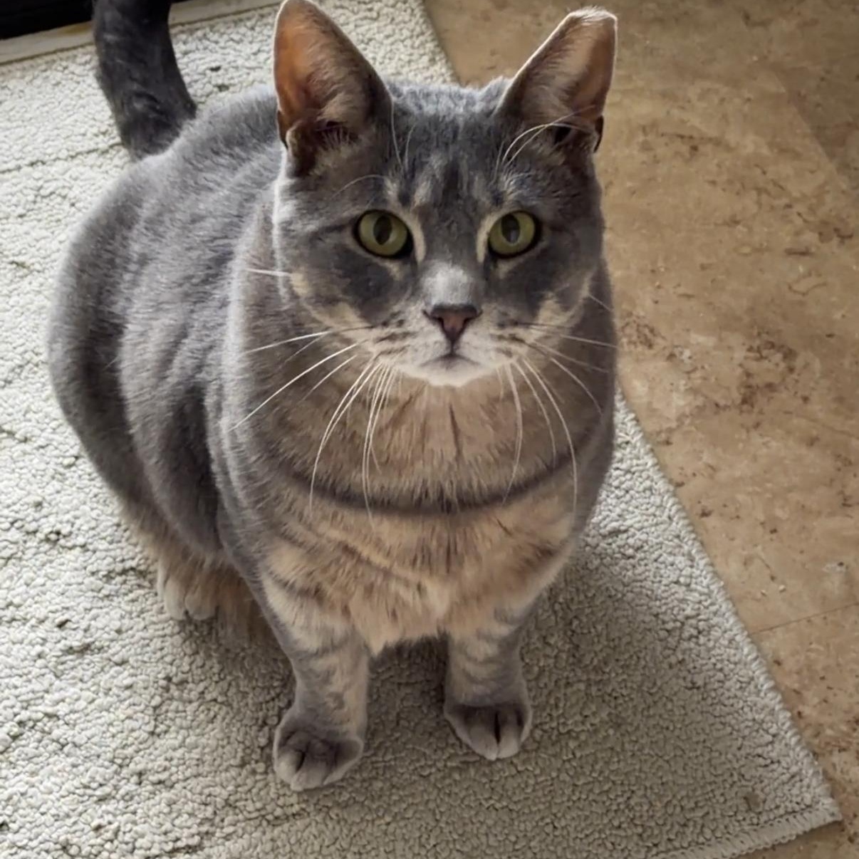 Scarlett & Gary, a ADOPTABLE Calico in Woodbridge, NJ image 5/5