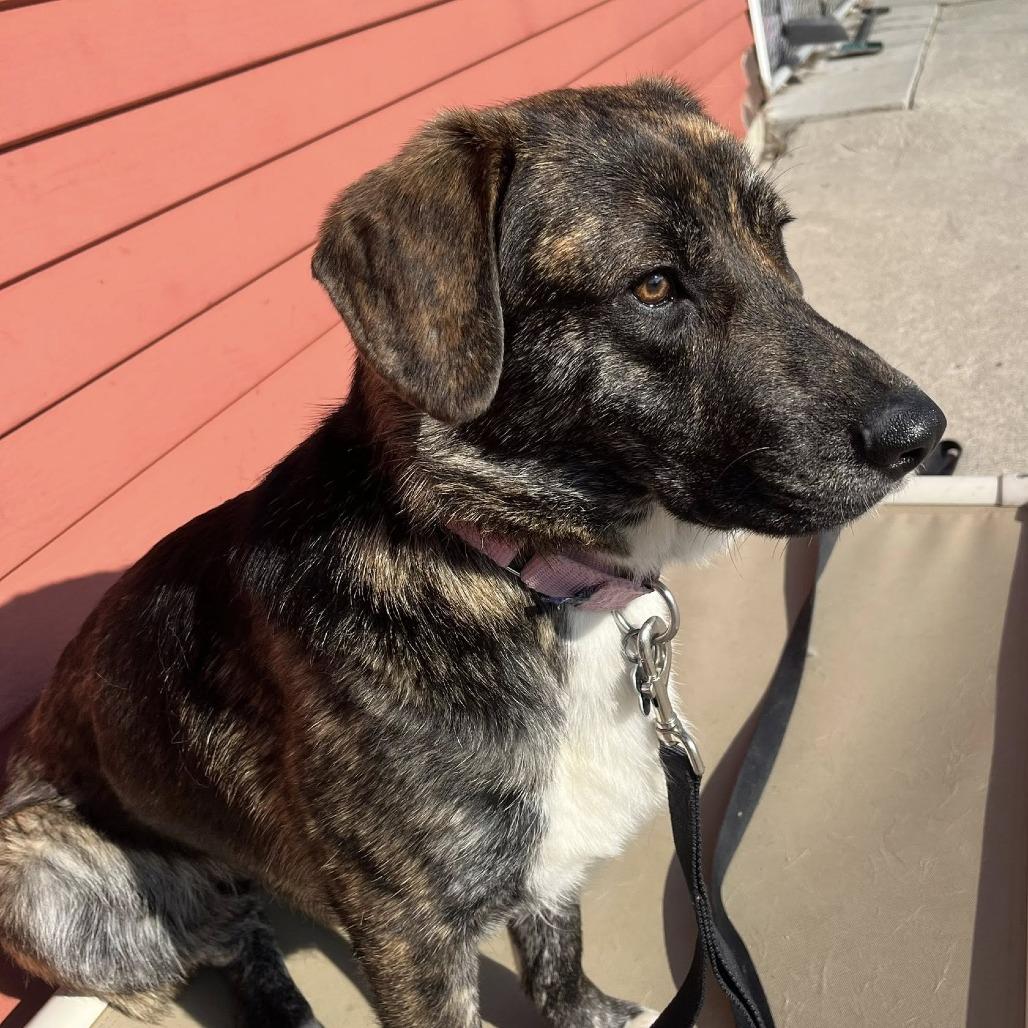 Barnes, a Adoptable mixed breed in Fargo, ND image 1/6