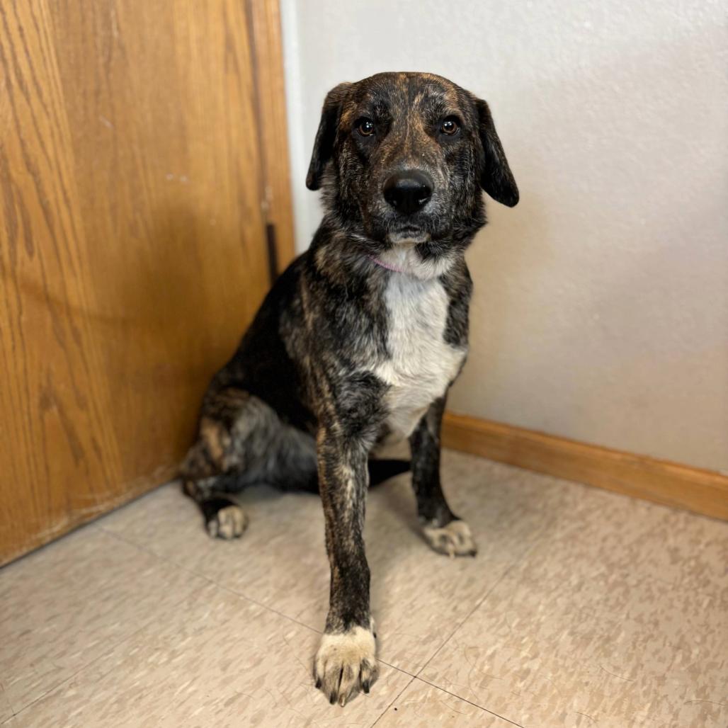 Barnes, a Adoptable mixed breed in Fargo, ND image 2/6