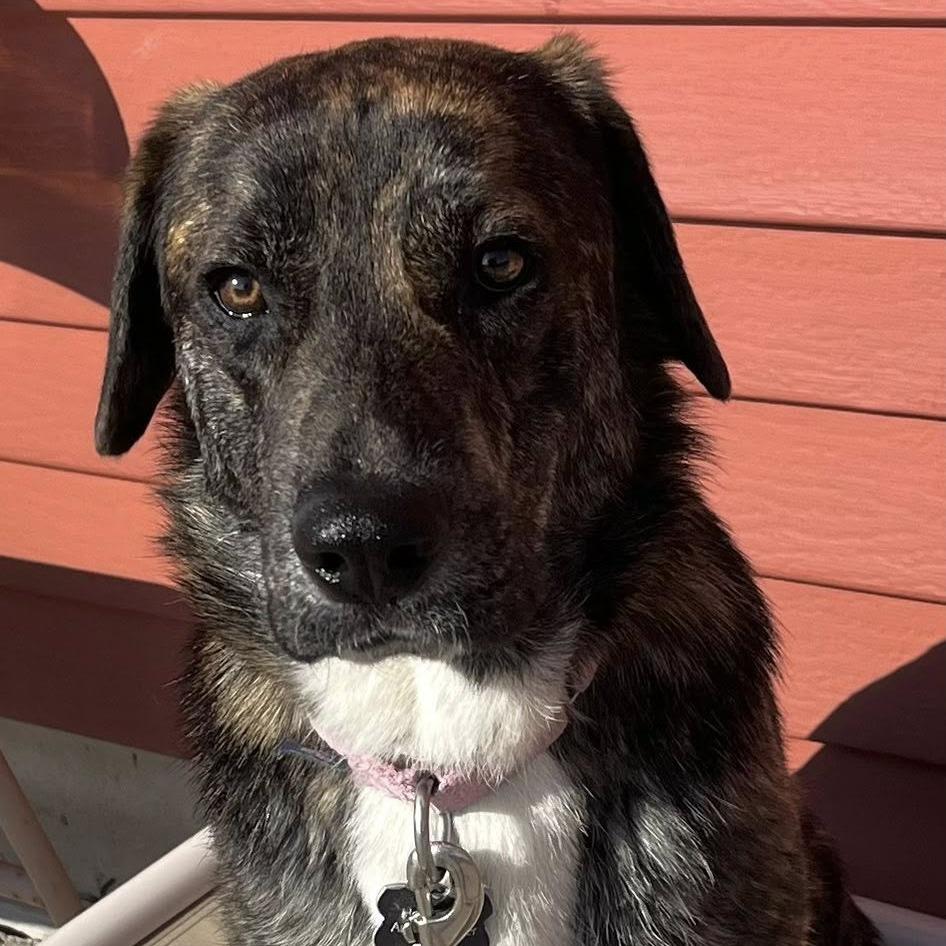 Barnes, a Adoptable mixed breed in Fargo, ND image 3/6