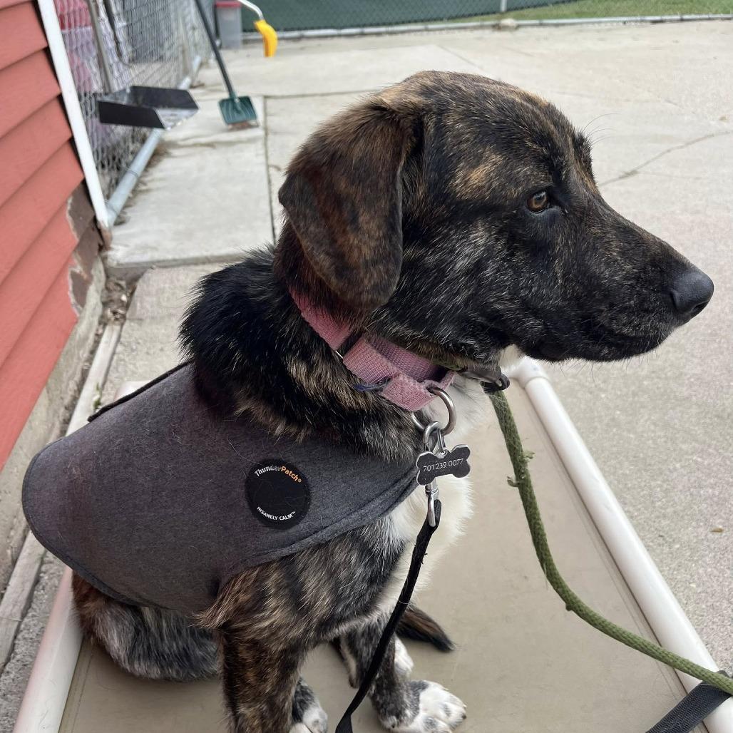 Barnes, a Adoptable mixed breed in Fargo, ND image 4/6