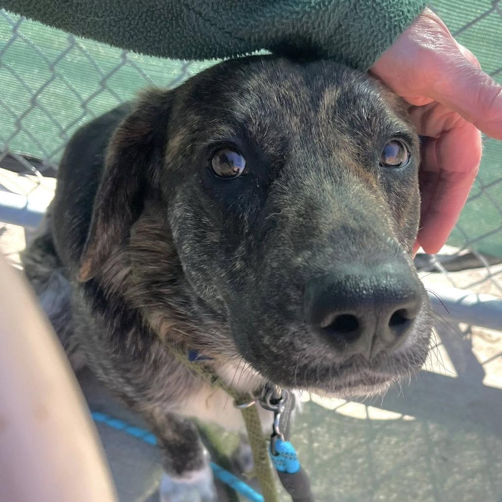 Barnes, a Adoptable mixed breed in Fargo, ND image 5/6