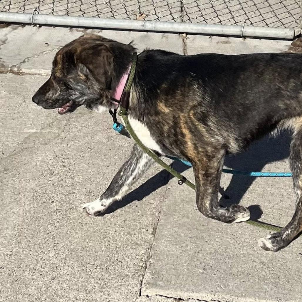 Barnes, a Adoptable mixed breed in Fargo, ND image 6/6