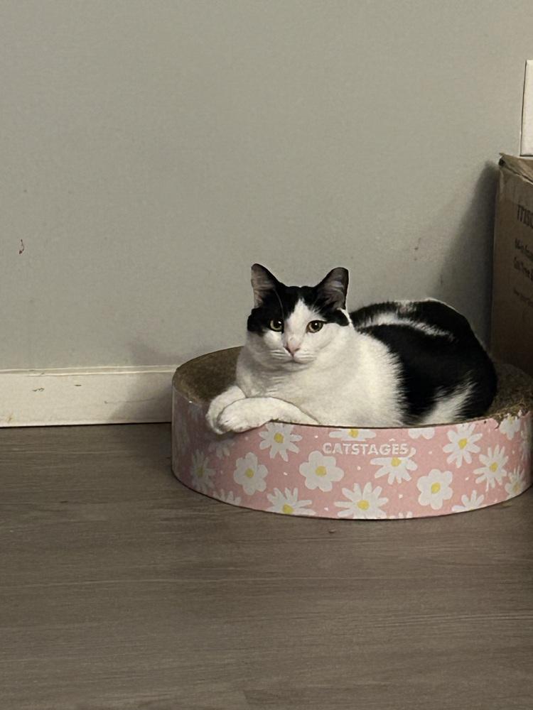 Jinshi, Adoptable, Adult Male Domestic Short Hair.