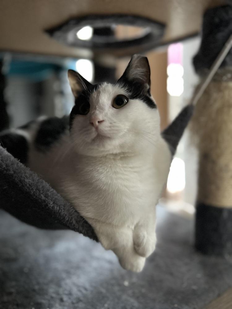 Enlarge Jinshi, a Adoptable Domestic Short Hair in Bellingham, WA image 3/4