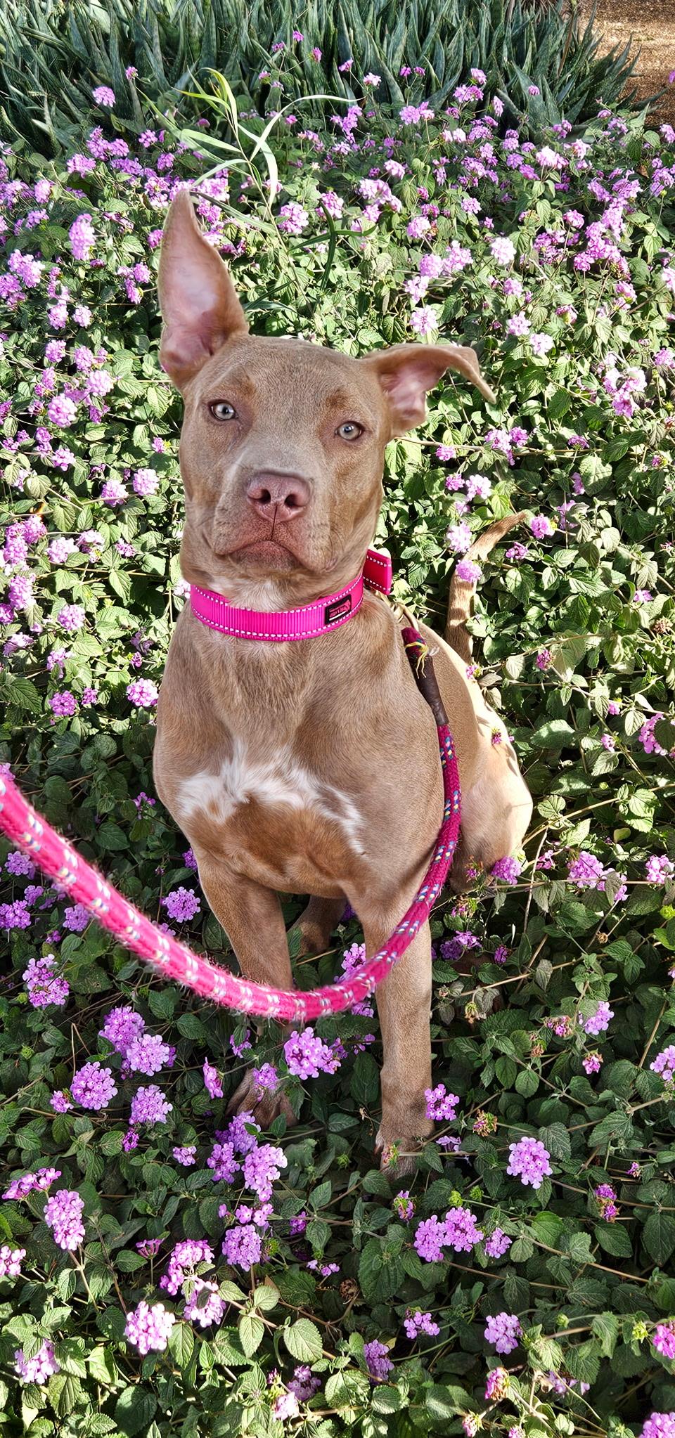 Mildred aka millie, ADOPTABLE, Young Female American Staffordshire Terrier.