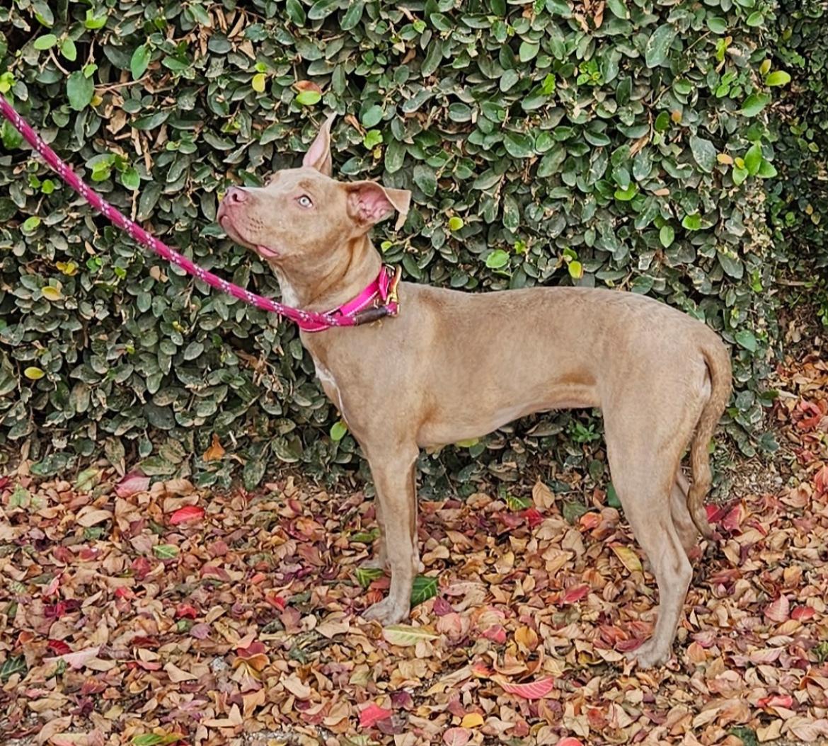 Enlarge Mildred aka millie, a ADOPTABLE American Staffordshire Terrier in Scottsdale, AZ image 2/4