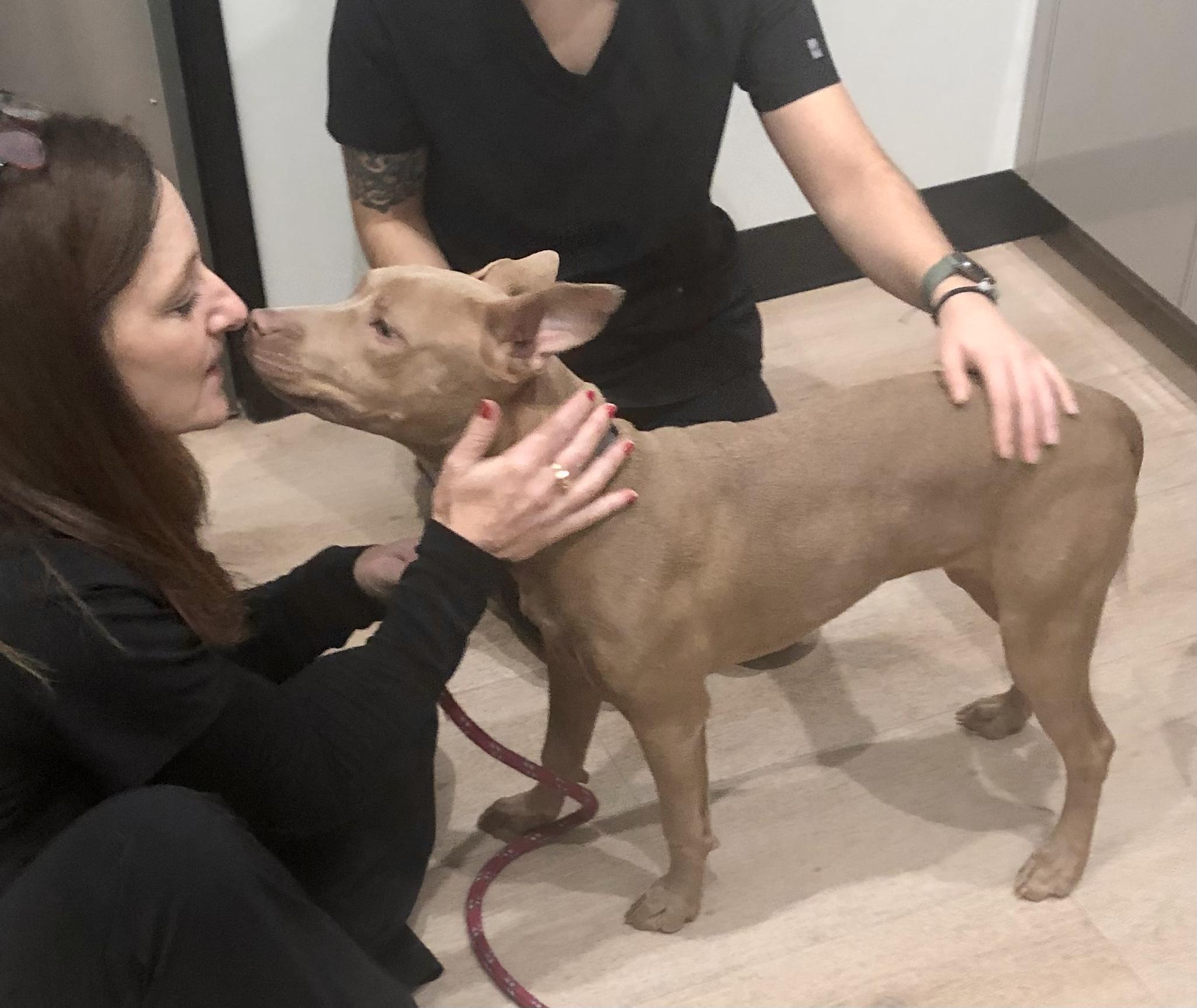 Enlarge Mildred aka Millie, a ADOPTABLE American Staffordshire Terrier in Scottsdale, AZ image 4/5