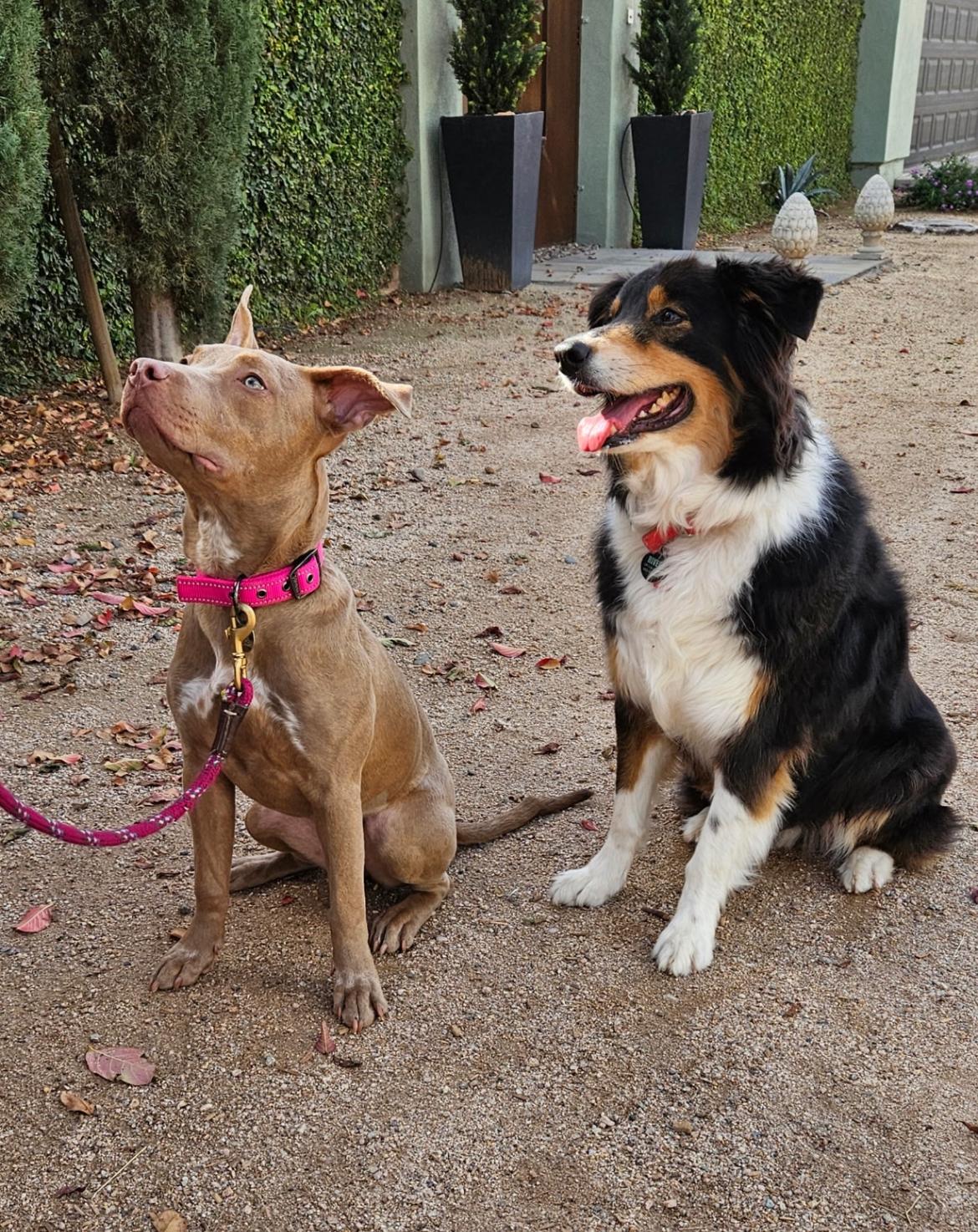 Enlarge Mildred aka millie, a ADOPTABLE American Staffordshire Terrier in Scottsdale, AZ image 4/4