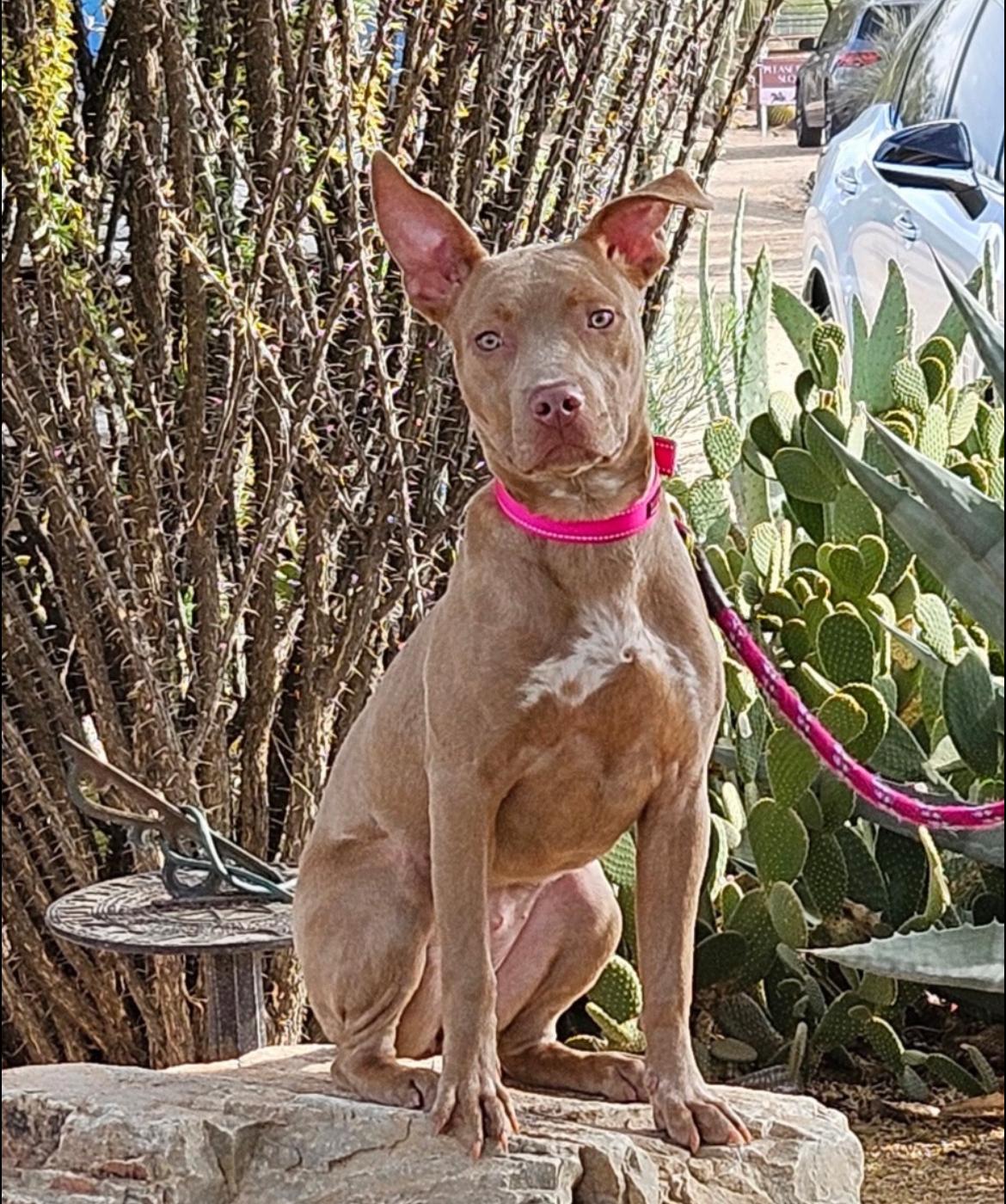 Enlarge Mildred aka millie, a ADOPTABLE American Staffordshire Terrier in Scottsdale, AZ image 3/4