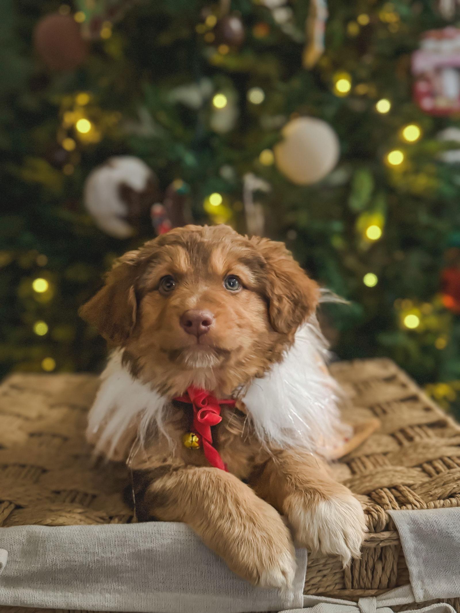 Enlarge Sweet Potato, a Adoptable Australian Shepherd in PHOENIX, AZ image 1/1