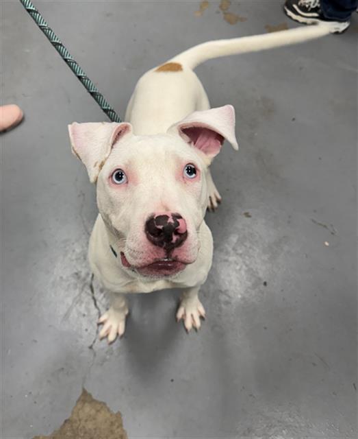 Enlarge PIGLET, a Adoptable Pit Bull Terrier in Peoria, IL image 1/1